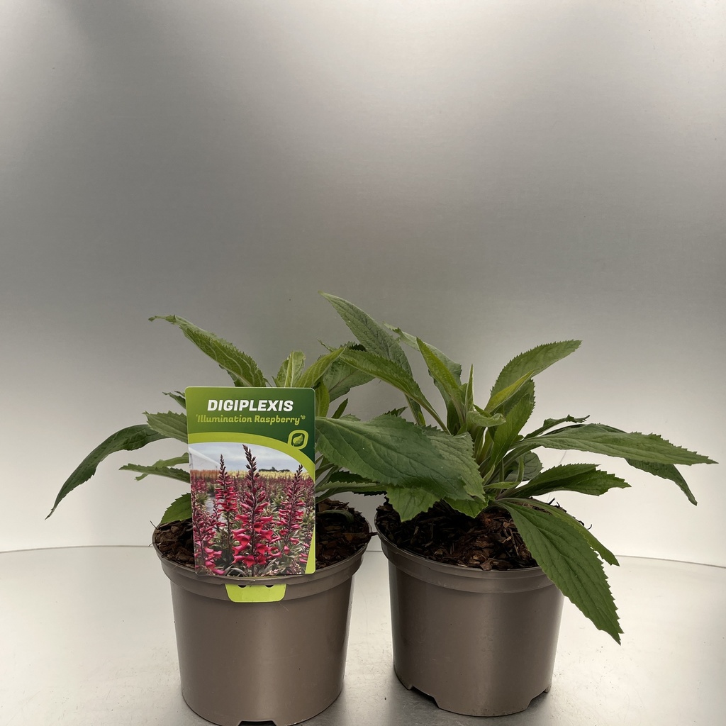 [DIGIRASP-C2] Digiplexis 'Illumination Raspberry'®
