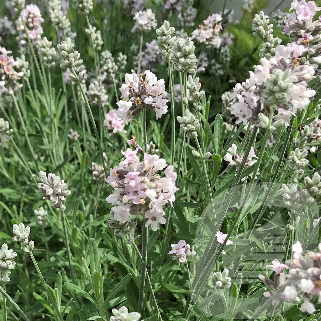 [LAVLWHIT-C2] Lavandula ang. 'Lamorosia White'®