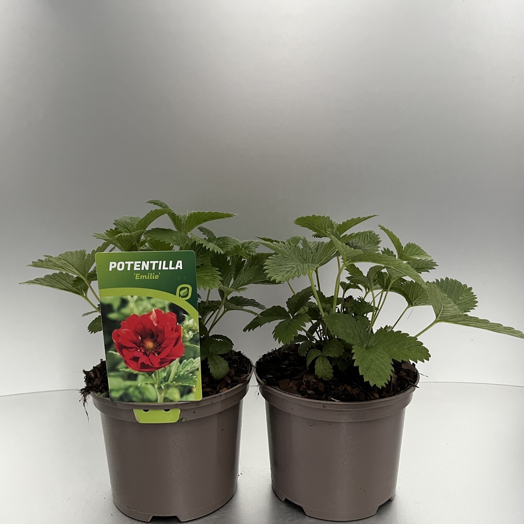 [POTEMILI-C2] Potentilla 'Emilie'