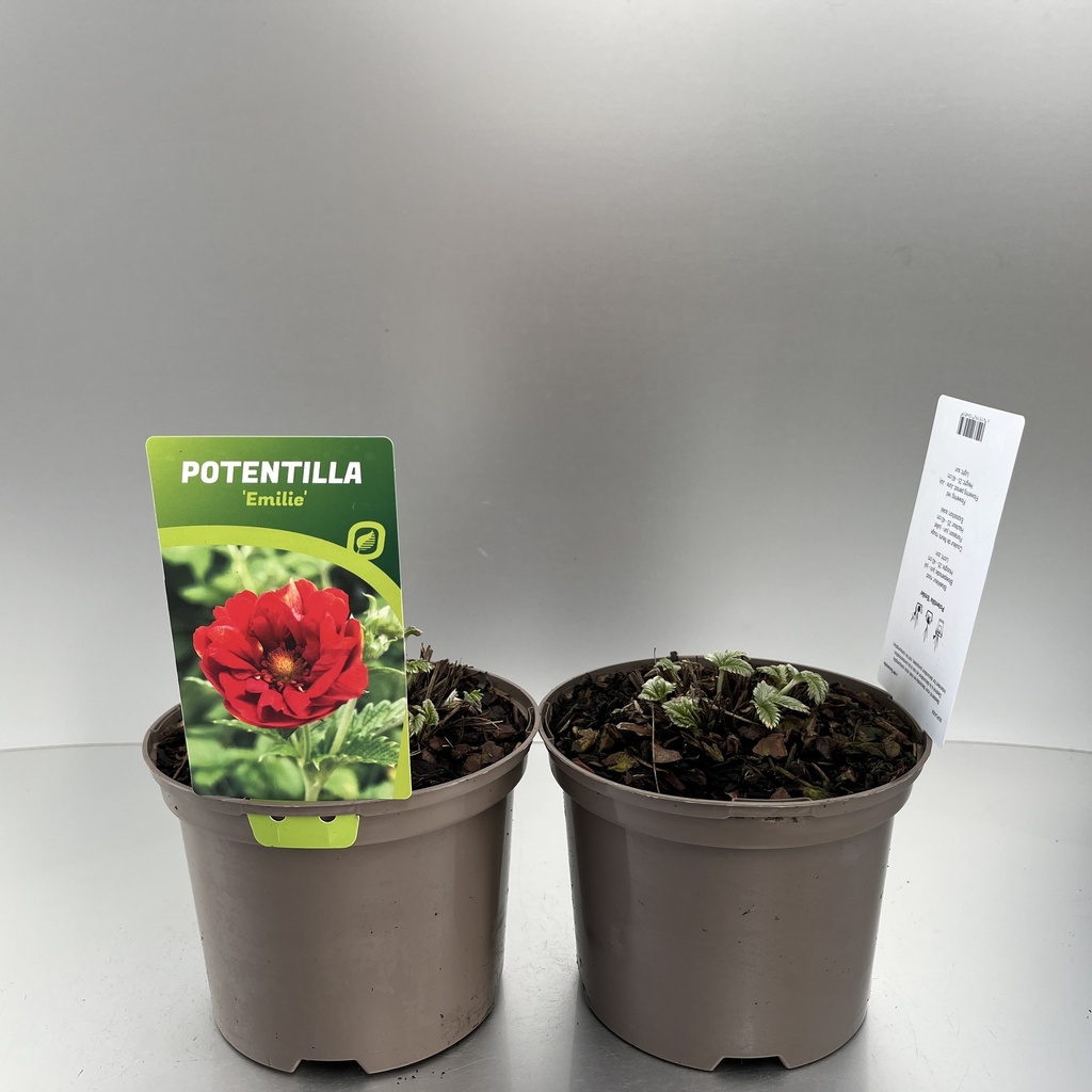 [POTEMILI-C2] Potentilla 'Emilie'