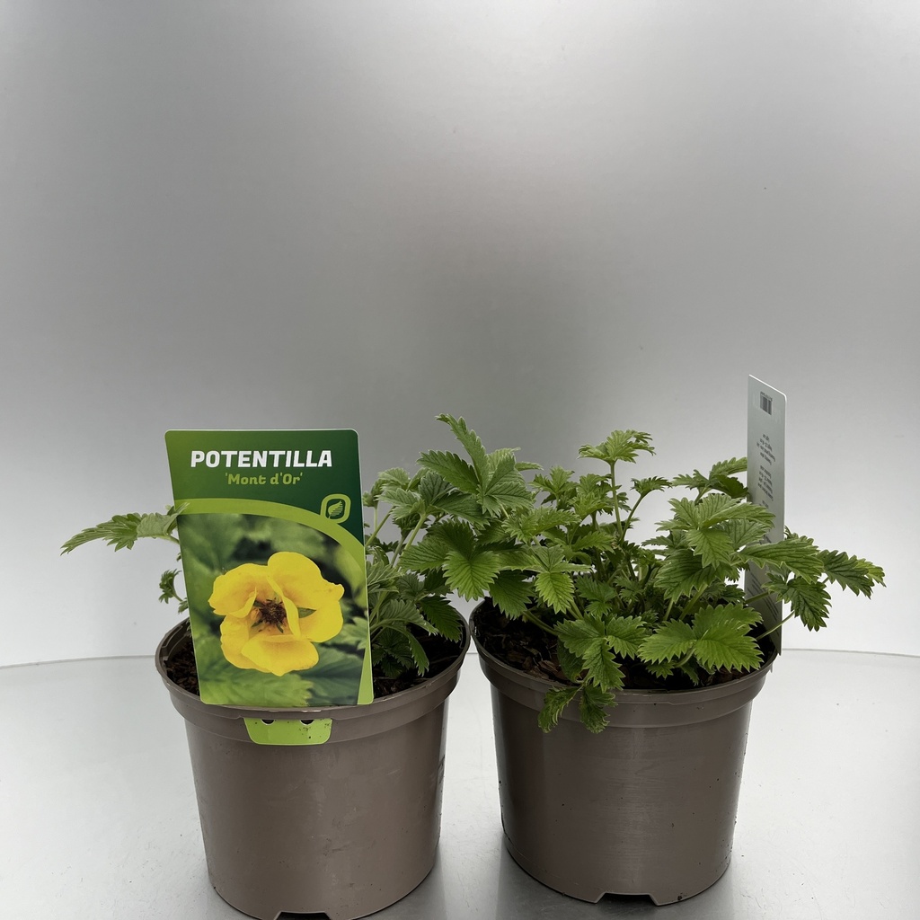 [POTMDOR-C2] Potentilla 'Mont d'Or'