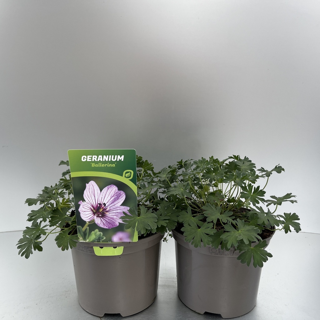 [GERBALLE-C2] Geranium cinereum 'Ballerina'