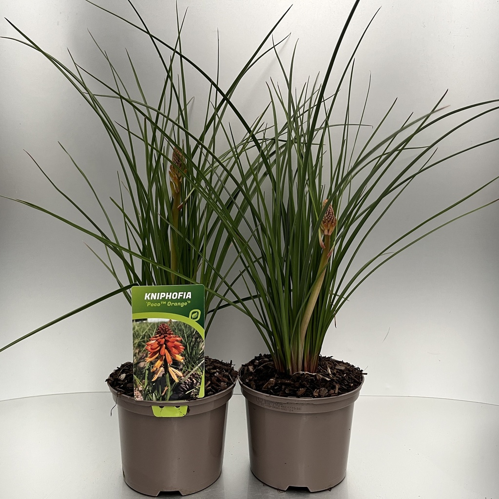 [KNIPRED-C2] Kniphofia 'Poco™ Red'®