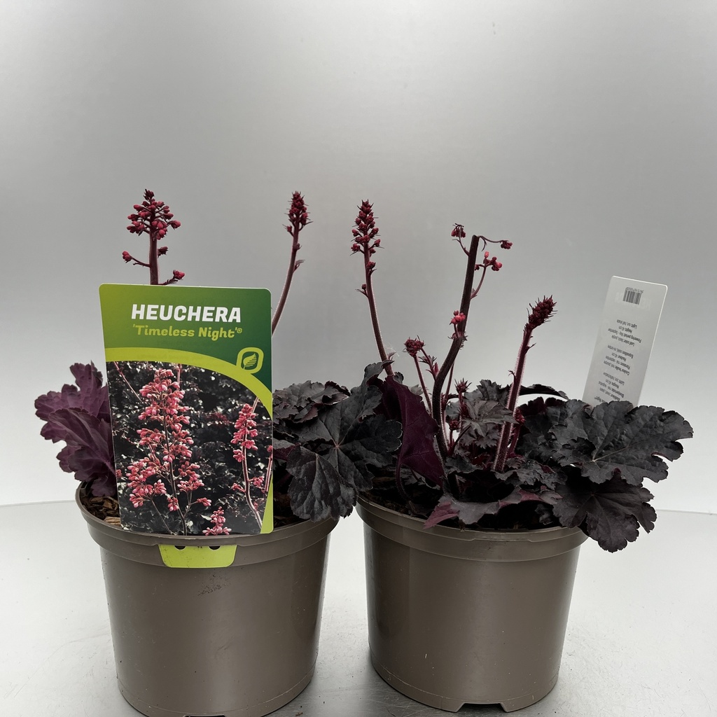 [HEUTNIGH-C2] Heuchera 'Timeless Night'®